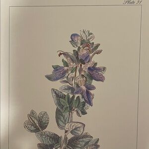 🖤5/$25 Botanical Art Print with Purple and Green Accents